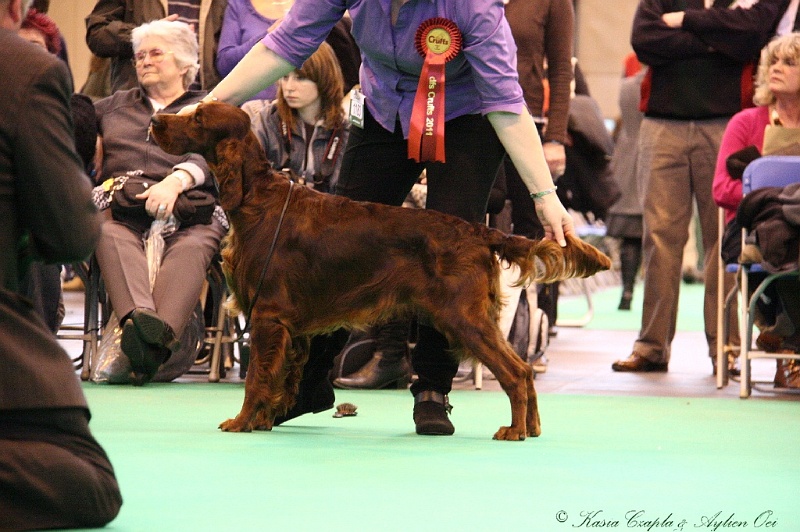 Crufts2011_2 157.jpg